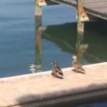 ducks by water