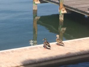 ducks by water